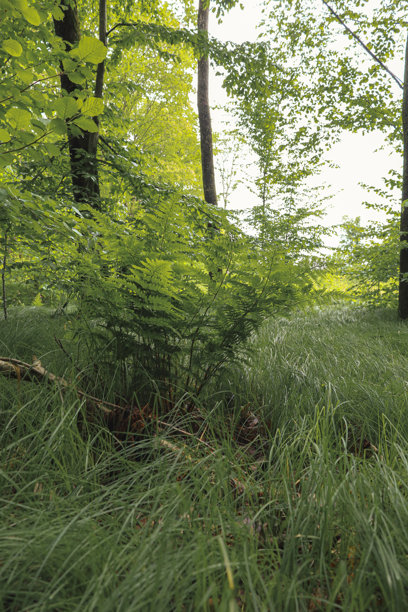 一张安静而宁静的森林空地照片，年轻的蕨类植物在高草中生长。阳光透过背景中的树木，突显出植被的清新和茂盛。图片下载