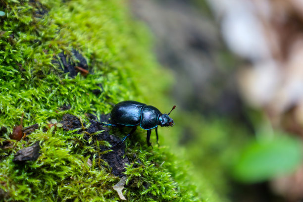 一只闪闪发光的黑色粪甲虫缓慢地爬过覆盖着丰盛绿色苔藓的湿润土壤。这是一张详细的微距照片，展示了森林地面的自然微观世界之美。图片下载