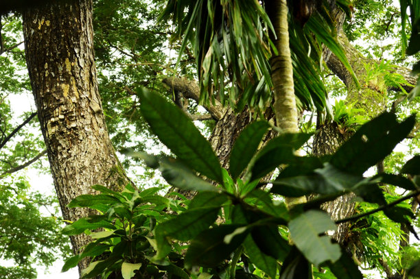 树枝上鲜艳绿色叶子的特写照片图片下载