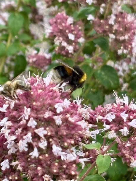 特写镜头展示了一只大黄蜂在夏季花园中采集鲜艳的粉色和白色野花的花蜜。这是一张详细的微距照片，展示了授粉和自然的微妙生态系统。图片下载