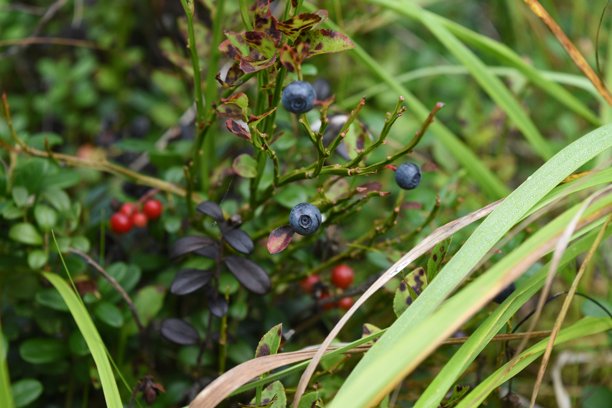 野生蓝莓和越橘在森林中特写生长图片下载