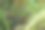 野生蓝莓和越橘在森林中特写生长图片下载