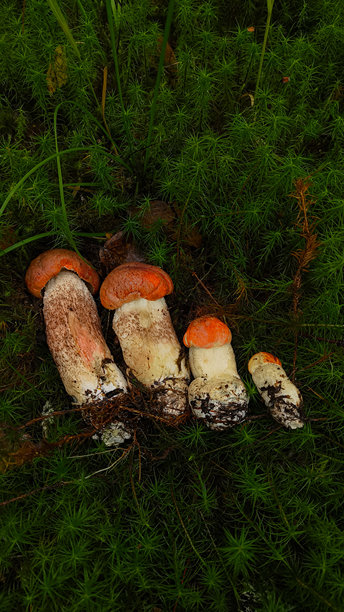 牛肝菌。森林中的蘑菇。秋季照片。图片下载