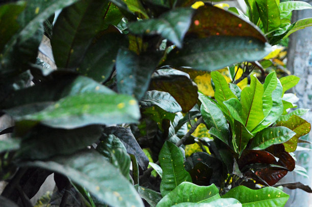 新鲜的绿色和黄色叶子特写照片，展现纹理细节图片下载