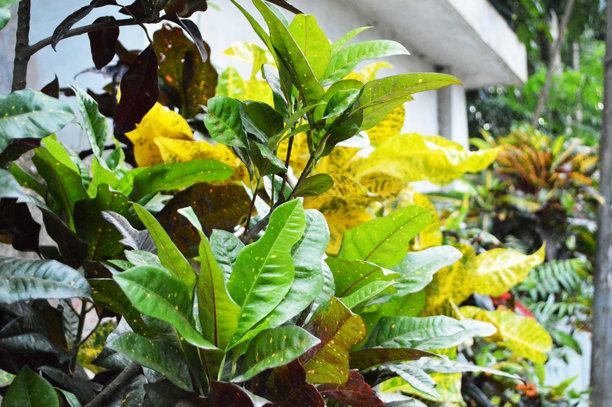 新鲜的绿色和黄色叶子特写照片，展现纹理细节图片下载