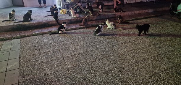 一张低光照照片捕捉到一群流浪猫在夜晚的街道上聚集。这些猫有黑色、白色和虎斑色等不同颜色，散落在人行道和高出的混凝土小路上。图片下载