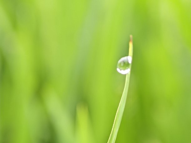 一滴水或露珠在叶子上的照片非常清新。图片下载