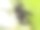 小昆虫与灌木上的叶子特写照片图片下载