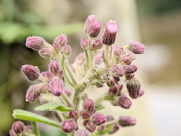 路边美丽野花的特写照片图片下载