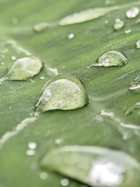 一滴水或露珠在叶子上的照片让人感到非常清新。图片下载