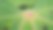 印尼绿色叶子的纹理特写照片图片下载