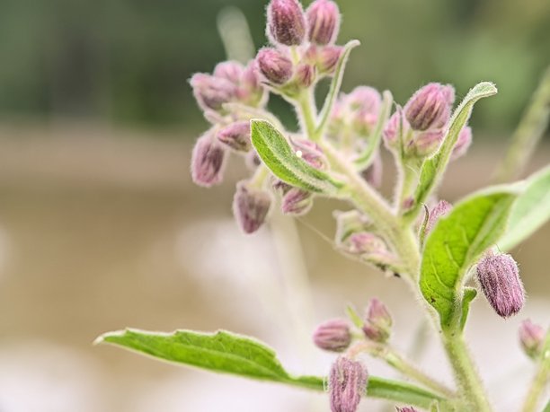 路边美丽野花的特写照片图片下载