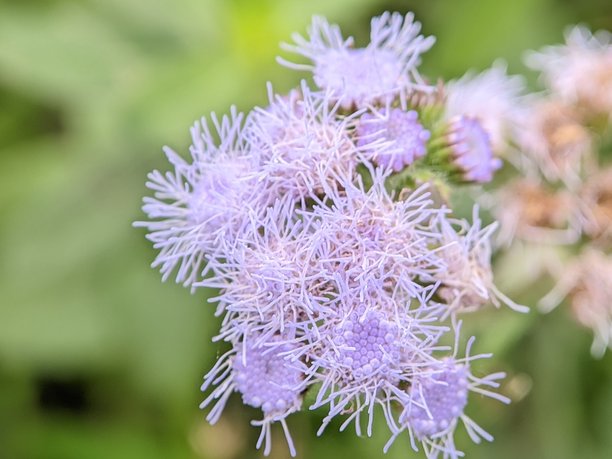 路边美丽野花的特写照片图片下载