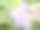 路边美丽野花的特写照片图片下载