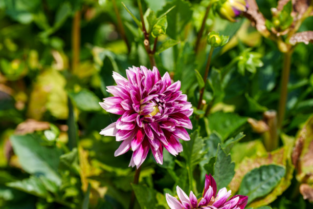 春天盛开的紫色大丽花特写照片。图片下载