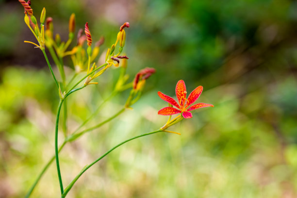 春季盛开的红色黑莓百合（Iris domestica）花的特写照片。图片下载