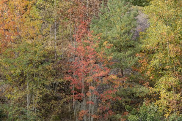 秋天色彩的树木与石头和苔藓的背景照片。图片下载