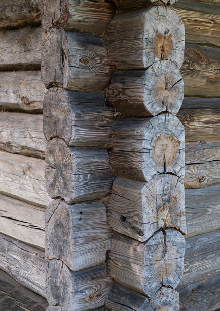 老树的纹理，竖版照片图片下载