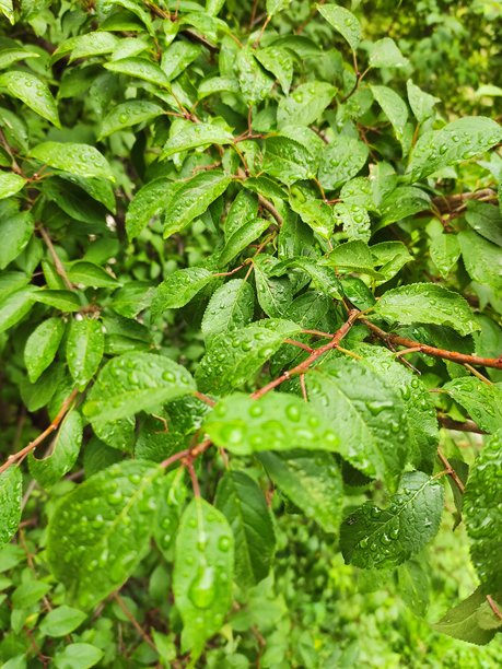雨天自然风景图片图片下载