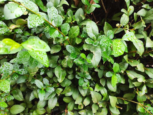 雨天自然风景图片图片下载