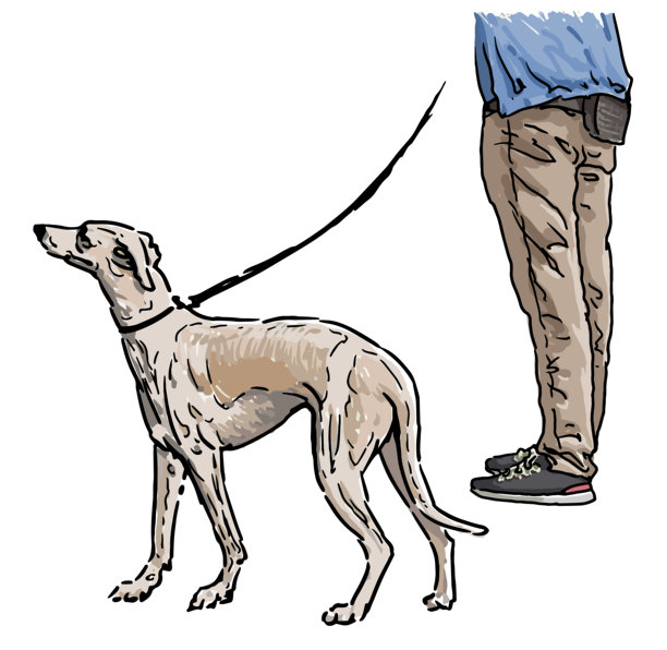 意大利灰狗，纯种猎犬与主人散步，手绘，矢量插图，白色背景上独立展示图片下载