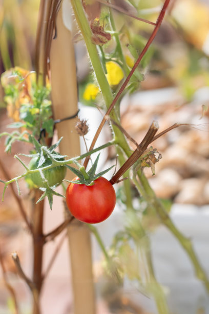 阳光照耀下的成熟番茄特写，真实的花园图片图片下载