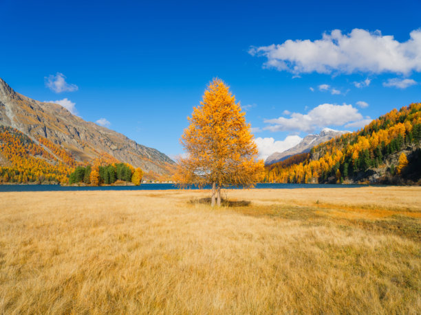 秋季风景。白天的山脉。黄色的落叶松树。令人难以置信的山谷湖泊景观。适合用作背景、壁纸或明信片的照片。图片下载