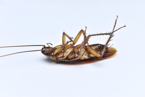 白色背景上孤立的死蟑螂仰面躺着的特写照片。图片下载