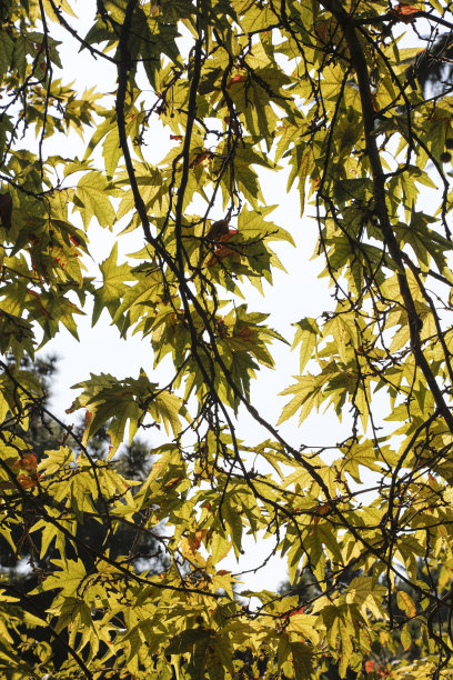 公园里的秋天。高大的树木下散步。秋季照片墙纸的背景。美丽的自然景观。秋天的树木和落叶。图片下载