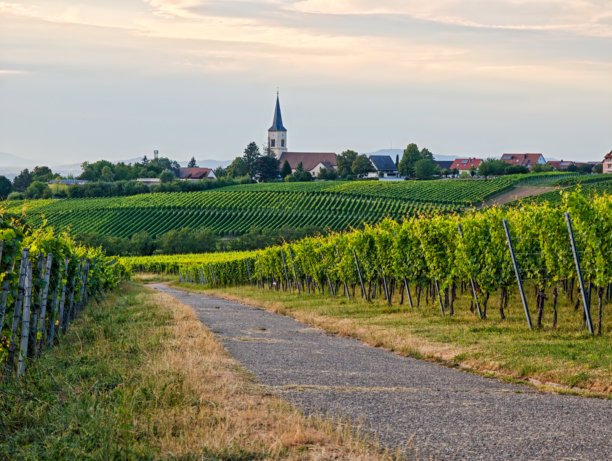 道路穿过远处山上的葡萄田，远处可以看到一个小镇上的小教堂。照片是在黄昏时分拍摄的。图片下载