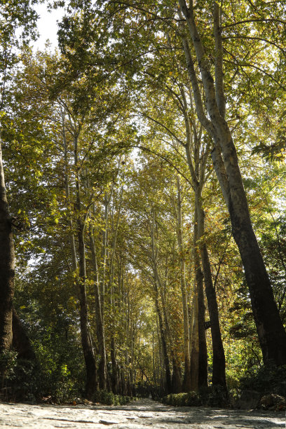 公园里的秋天。高大的树木下漫步。秋季照片墙纸的背景。美丽的自然景观。秋天的树木和落叶。图片下载