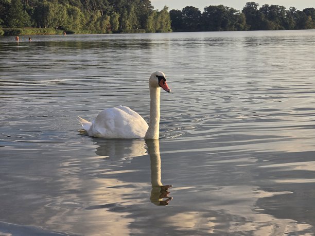 一张宁静的照片捕捉到一只优雅的白天鹅在平静的湖面上悠然漂浮，优美的倒影在水中清晰可见，天鹅面向右侧。图片下载