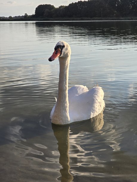 一张令人惊叹的照片捕捉到一只优雅的白天鹅在宁静的湖面上悠然漂浮，水中映出它优美的倒影，远处是一排树木。图片下载
