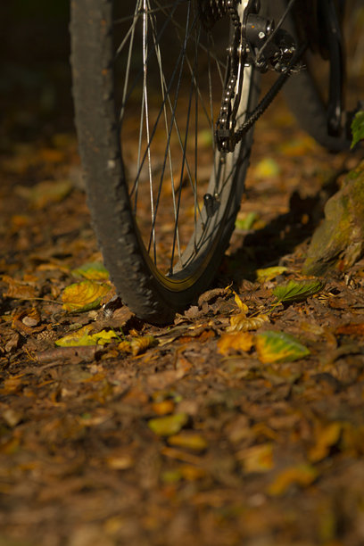 一只山地自行车轮子在覆盖着树叶的风景优美的户外小径上图片下载