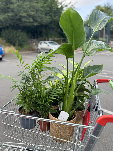 装满室内植物、热带天堂鸟和鲜艳叶子的花园中心购物车图片图片下载