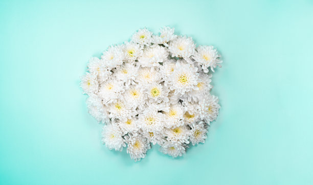 蓝色纸面上的白色花朵。俯视照片。壁纸背景模板。图片下载