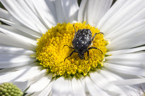 花虫青铜臭虫。野生动物。色彩丰富的详细昆虫微距照片。特写。留白空间。屏幕保护程序。散景。青铜甲虫。甲虫。青铜色。金龟子科。图片下载