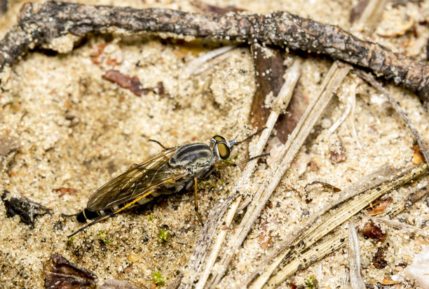 浅色背景上的牛虻。野生动物。色彩丰富的详细微距照片，展示了一只昆虫的特写。留有文本空间。屏幕保护程序。苍蝇。马蝇。牛虻科。牛虻属。血液。吸血者。牛虻。图片下载