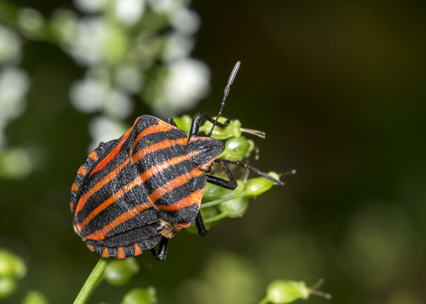 红黑色的虫子在模糊背景上。野生动物。色彩丰富的昆虫特写宏观照片。特写镜头。屏幕保护程序。散景。虫子。甲虫。盾蝽科。害虫。意大利盾蝽。图片下载