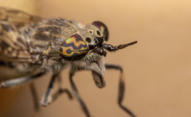 牛虻。昆虫肖像。色彩丰富的详细微距照片。特写。文本空间。复眼。屏幕保护程序。苍蝇。马蝇。牛虻科。牛虻属。血液。吸血者。牛虻。图片下载