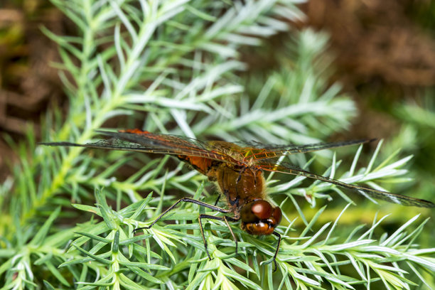 松针上的蜻蜓。色彩丰富的详细微距照片。屏幕保护程序。野生动物。特写。留白空间。蜻蜓。红蜻蜓属。蜻蜓科。昆虫纲。图片下载