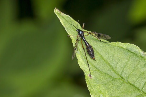 绿色叶子上的蜻蜓。色彩丰富的详细微距照片，展示了一只昆虫。屏幕保护程序。野生动物。特写。留有文本空间。苍蝇。橙色标记的蜻蜓。蜻蜓。图片下载