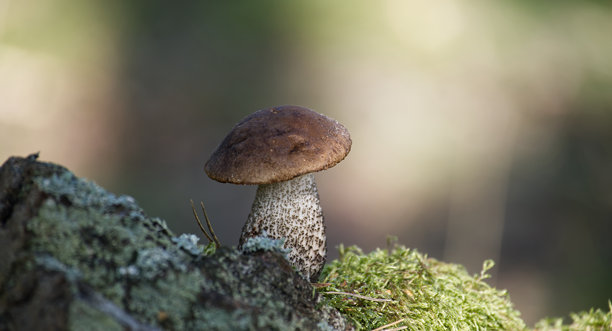 一张令人惊叹的近距离照片，展示了一朵在森林环境中生长的桦树牛肝菌。图片下载