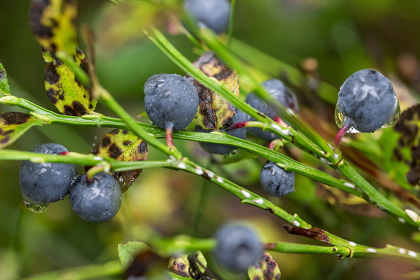蓝莓。蓝莓灌木。模糊背景中的成熟浆果，带有高光和散景。色彩丰富的浆果特写照片。屏幕保护程序。药用浆果。越橘。药用浆果。图片下载