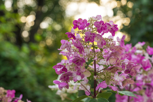 绣球花。粉色花朵。色彩斑斓的野生动物照片。自然之美。留白空间。特写。屏幕保护程序。模糊背景中的高光和散景。图片下载