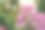 绣球花。粉色花朵。色彩斑斓的野生动物照片。自然之美。留白空间。特写。屏幕保护程序。模糊背景中的高光和散景。图片下载
