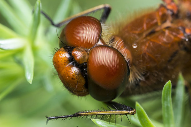 蜻蜓特写。色彩丰富的详细宏观照片。屏幕保护程序。野生动物。特写。蜻蜓。蜻蜓科。蜻蜓目。图片下载