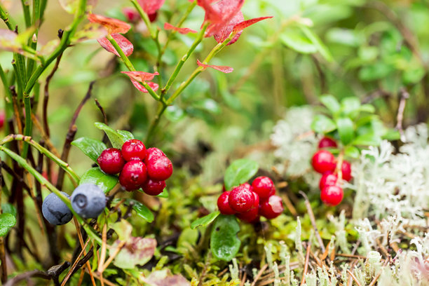 越橘。模糊背景下的红色成熟浆果，带有高光和散景。色彩丰富的浆果特写照片。屏幕保护程序。药用浆果。越橘。红色浆果。药用浆果。图片下载