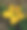 南瓜花的特写照片图片下载