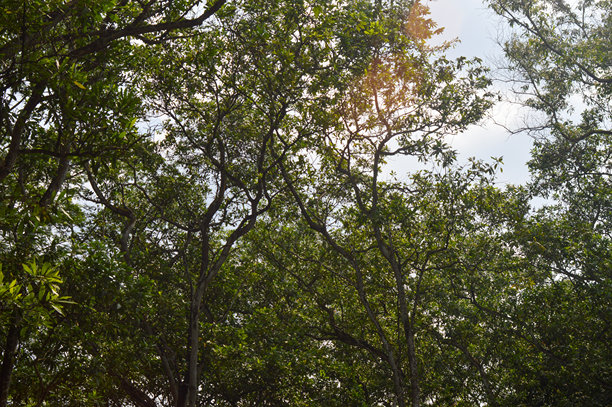 公园里一棵树的照片，背景是天空，拍摄角度较低。图片下载